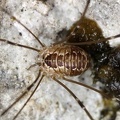 Leiobunum rupestre  Schwarzr  ckenkanker Juv 1 2