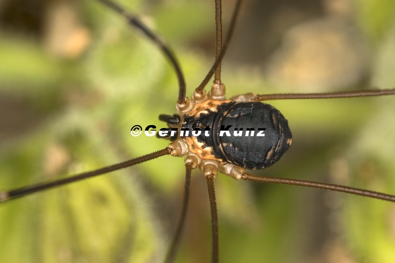 Leiobunum_rupestre__Schwarzr_ckenkanker_M8_2.jpg