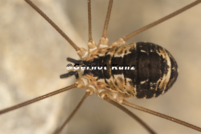 Leiobunum rupestre Schwarzr ckenkanker W2 2 - Leiobunum_rupestre__Schwarzr_ckenkanker_W2_2.jpg Leiobunum_rupestre__Schwarzr_ckenkanker_W2_2.jpg