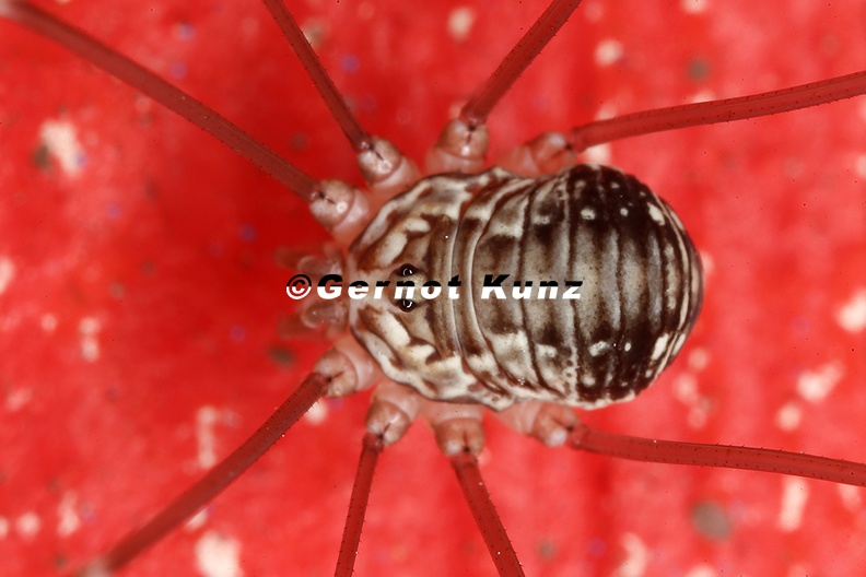 Leiobunum sp Juv 2 2 - Leiobunum_sp__Juv__2_2.jpg Leiobunum_sp__Juv__2_2.jpg