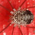 Leiobunum sp  Juv  2 2