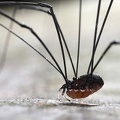 Leiobunum sp  M1 2