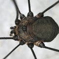 Leiobunum sp  M2 2