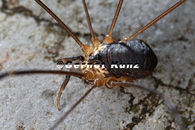 Leiobunum subalpinum Subalpiner Schwarzr ckenkanker M1 2v - Leiobunum_subalpinum__Subalpiner_Schwarzr__ckenkanker_M1_2v.jpg Leiobunum_subalpinum__Subalpiner_Schwarzr__ckenkanker_M1_2v.jpg