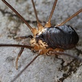 Leiobunum subalpinum  Subalpiner Schwarzr  ckenkanker M1 2v