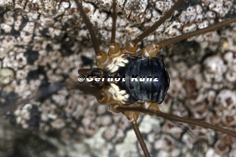 Leiobunum subalpinum Subalpiner Schwarzr ckenkanker M4 2 - Leiobunum_subalpinum__Subalpiner_Schwarzr__ckenkanker_M4_2.jpg Leiobunum_subalpinum__Subalpiner_Schwarzr__ckenkanker_M4_2.jpg