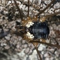 Leiobunum subalpinum  Subalpiner Schwarzr  ckenkanker M4 2