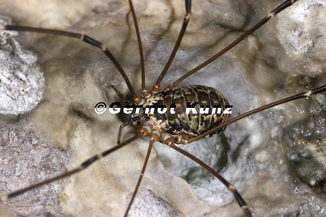 Leiobunum subalpinum Subalpiner Schwarzr ckenkanker W1 2 - Leiobunum_subalpinum__Subalpiner_Schwarzr__ckenkanker_W1_2.jpg Leiobunum_subalpinum__Subalpiner_Schwarzr__ckenkanker_W1_2.jpg