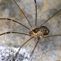 Leiobunum subalpinum  Subalpiner Schwarzr  ckenkanker WJuv 7 2