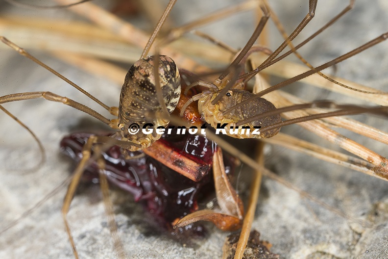 Nelima semproni Honiggelber Langbeinkanker MW1 2v - Nelima_semproni__Honiggelber_Langbeinkanker_MW1_2v.jpg Nelima_semproni__Honiggelber_Langbeinkanker_MW1_2v.jpg