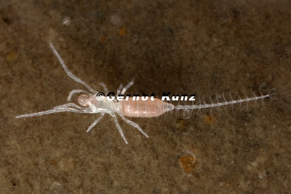 Eukoenenia austriaca stinyi Tasterl  ufer 9 2