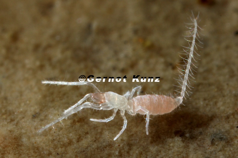Eukoenenia austriaca stinyi Tasterl ufer 6 2 - Eukoenenia_austriaca_stinyi__Tasterl__ufer_6_2.jpg Eukoenenia_austriaca_stinyi__Tasterl__ufer_6_2.jpg