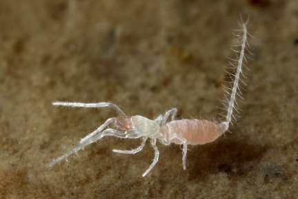 Eukoenenia austriaca stinyi  Tasterl  ufer 6 2