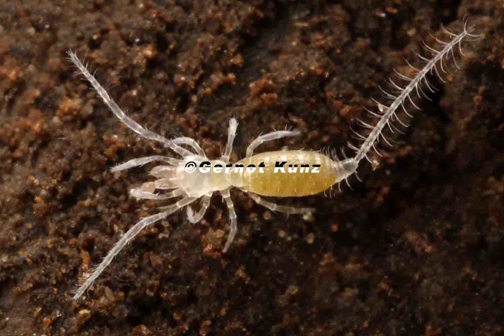 Eukoenenia spelaea  Tasterl  ufer 1 2