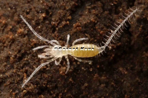 Eukoenenia spelaea  Tasterl  ufer 1 2