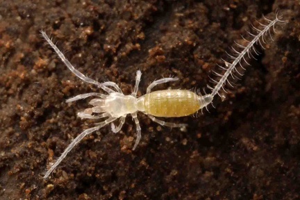 Eukoenenia spelaea  Tasterl  ufer 1 2