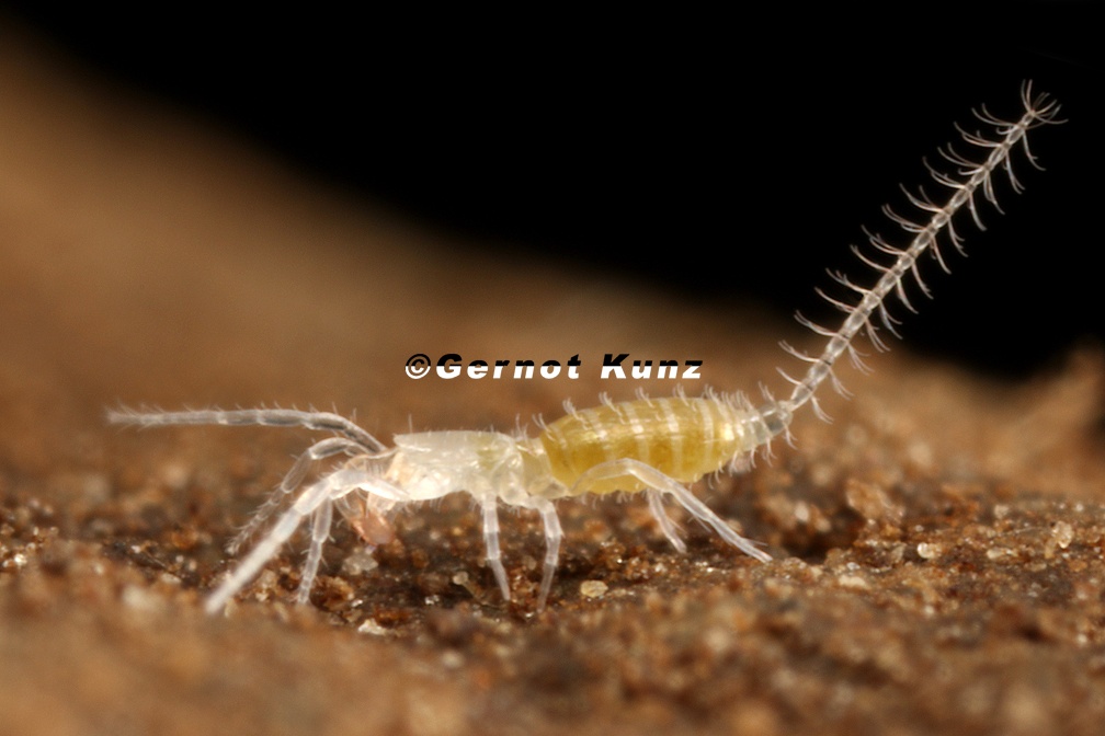 Eukoenenia spelaea  Tasterl  ufer 2 3