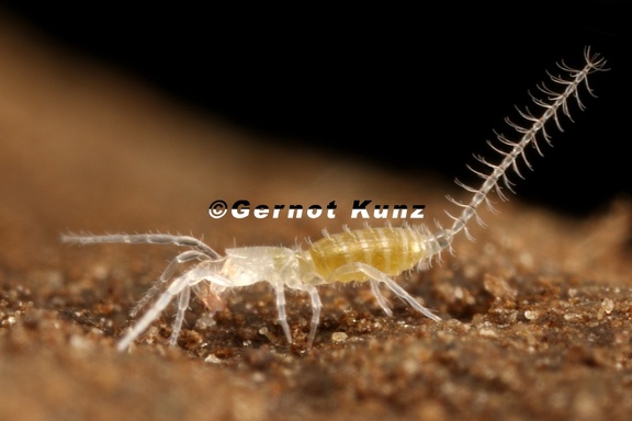 Eukoenenia spelaea  Tasterl  ufer 2 3
