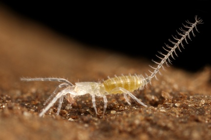 Eukoenenia spelaea  Tasterl  ufer 2 3