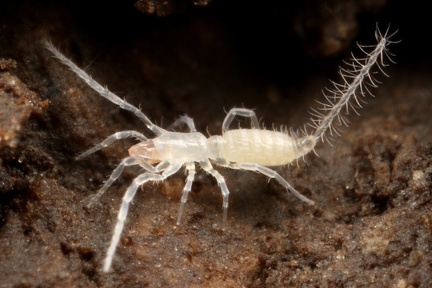 Eukoenenia spelaea  Tasterl  ufer L3 2
