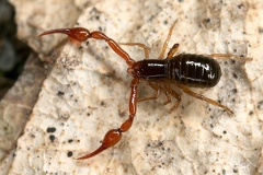Cheliferidae 3 2