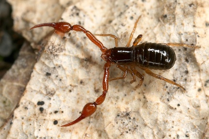 Cheliferidae 3 2