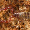 Neobisiidae 1 2