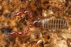 Neobisiidae