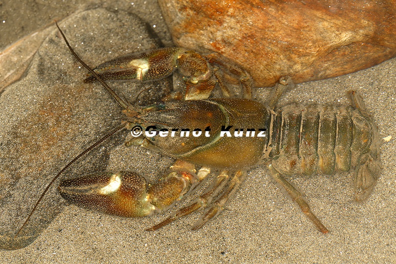 Pacifastacus leniusculus Signalkrebs 1 2v - Pacifastacus_leniusculus__Signalkrebs_1_2v.jpg Pacifastacus_leniusculus__Signalkrebs_1_2v.jpg