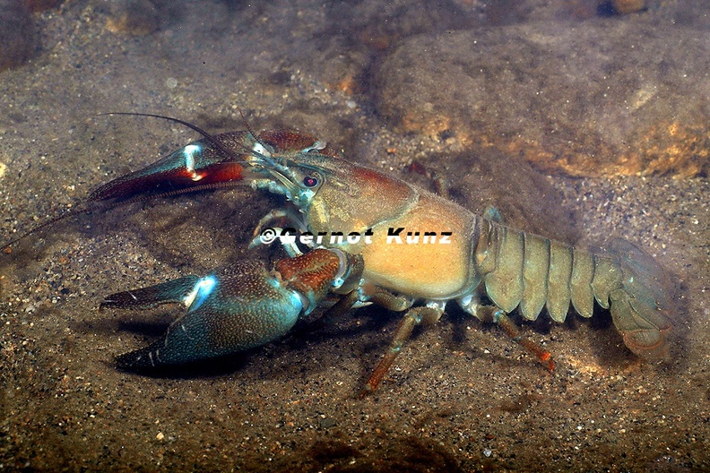 Pacifastacus leniusculus Signalkrebs 7 3 - Pacifastacus_leniusculus__Signalkrebs_7_3.jpg Pacifastacus_leniusculus__Signalkrebs_7_3.jpg