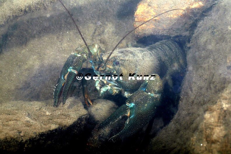 Pacifastacus leniusculus Signalkrebs 8 2 - Pacifastacus_leniusculus__Signalkrebs_8_2.jpg Pacifastacus_leniusculus__Signalkrebs_8_2.jpg