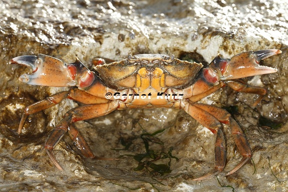 Carcinus maenas  Gemeine Strandkrabbe 1 2