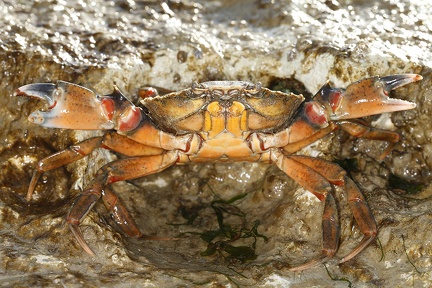 Carcinus maenas  Gemeine Strandkrabbe 1 2