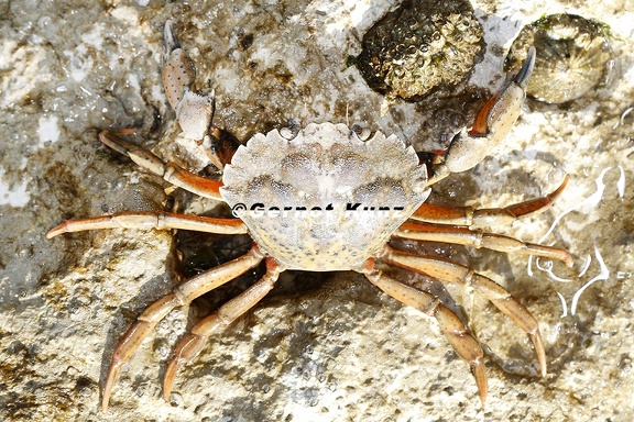Carcinus maenas  Gemeine Strandkrabbe 3 2