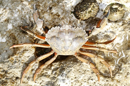 Carcinus maenas  Gemeine Strandkrabbe 3 2