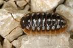 Isopoda (Asseln)