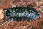 Porcellio monticola 3 2