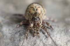 Trigoniophthalmus cf  alternatus 2 2