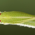 Acanalonia conica  Nordamerikanische Netzzikade W2 2