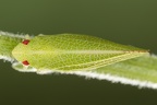 Acanalonia conica  Nordamerikanische Netzzikade W2 2