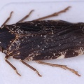 Cixidia confinis  Kiefern-Rindenzikade 5 2