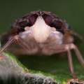 Cixidia skaloula 7 2v