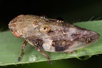 Aphrophoridae (Schaumzikaden)
