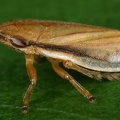 Neophilaenus lineatus  Gras-Schaumzikade 3 2