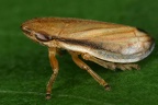 Neophilaenus lineatus  Gras-Schaumzikade 3 2