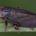 Neophilaenus lineatus  f  atterima  Gras-Schaumzikade 3 2