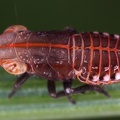 Ommatidiotus dissimilis  Moor-Walzenzikade L1 2v