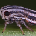 Peltonotellus punctifrons  Zweipunkt-Walzenzikade L1 2v