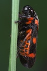 Cercopis intermedia  Rotknie-Blutzikade W2 2v
