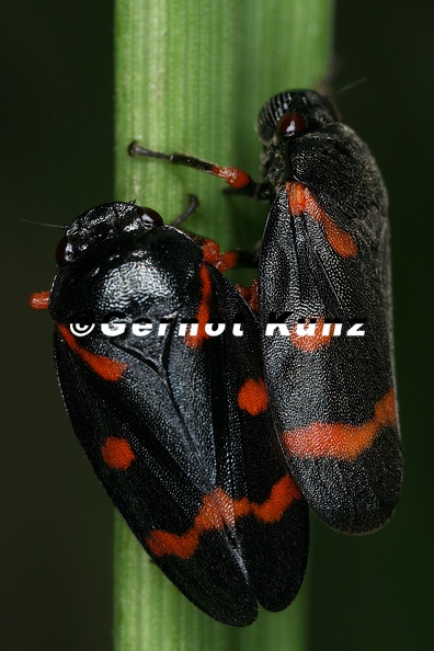 Cercopis intermedia  Rotknie-Blutzikade W3 2v